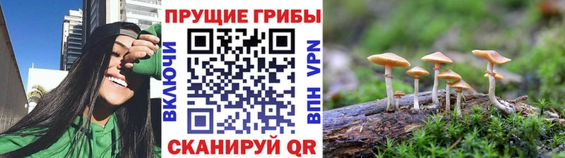 где найти   mega ТОР  Псилоцибиновые грибы прущие грибы  Наволоки 